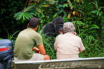 Wildlife biologist from The Aspinall Foundation and director of Beauval Zoo observing Western lowland gorilla (Gorilla gorilla gorilla) male aged 37 years. Rescued as an orphan and reintroduced in 201...