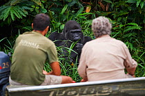 Wildlife biologist from The Aspinall Foundation and director of Beauval Zoo observing Western lowland gorilla (Gorilla gorilla gorilla) male aged 37 years. Rescued as an orphan and reintroduced in 201...