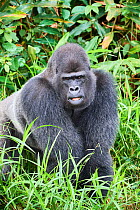 Western lowland gorilla (Gorilla gorilla gorilla) silverback male. Rescued as an orphan, reintroduced from UK in 2013 through the Gorilla Protection Project managed by Aspinall Foundation, Bateke Plat...