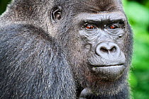 Western lowland gorilla (Gorilla gorilla gorilla) silverback male, portrait. Rescued as an orphan, reintroduced from UK in 2013 through the Gorilla Protection Project managed by Aspinall Foundation, B...