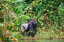 Western lowland gorilla (Gorilla gorilla gorilla) male aged 17 years at river&#39;s edge. Rescued as an orphan and released into wild in 2007. Gorilla Protection Project managed by Aspinall Founda...