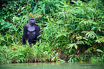 Western lowland gorilla (Gorilla gorilla gorilla) male aged 12 years standing up at edge of Mpassa river. Captive bred in UK and released into wild along with his father in 2013. Gorilla Protection Pr...