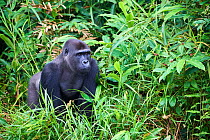 Western lowland gorilla (Gorilla gorilla gorilla) male aged 12 years amongst vegetation. Captive bred in UK and released into wild along with his father in 2013. Gorilla Protection Project managed by...