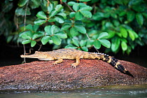 False gharial (Tomistoma schlegelii) resting on rock in Mpassa river. Bateke Plateau National Park, Gabon.