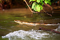 African rock python (Python sebae) swimming in Mpassa river, Bateke Plateau National Park, Gabon.