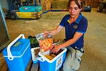 Keeper preparing food for journey of Western lowland gorillas (Gorilla gorilla gorilla) to Bateke Plateau National Park, Gabon. Reintroduction through Gorilla Protection Project. Beauval Zoo, Centre-V...