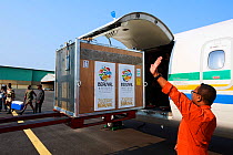 Western lowland gorilla (Gorilla gorilla gorilla) reintroduction to Bateke Plateau National Park through Gorilla Protection Project. Loading crate with female from Beauval Zoo onto aircraft. Librevill...