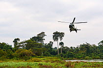 Helicopter transporting Western lowland gorilla (Gorilla gorilla gorilla) female to habituation island prior to reintroduction by Gorilla Protection Project. Gorilla from Beauval zoo, France. Bateke P...