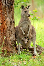Eastern grey kangaroo (Macropus giganteus) female with joey in pouch, standing beside tree. Grampians National Park, Victoria, Australia.