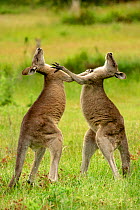 Eastern grey kangaroo (Macropus giganteus), two males fighting, evenly matched. Grampians National Park, Victoria, Australia.