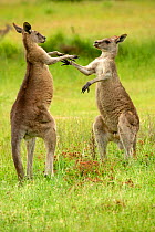 Eastern grey kangaroo (Macropus giganteus), two males fighting. Grampians National Park, Victoria, Australia.