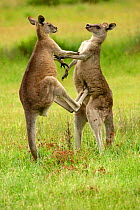 Eastern grey kangaroo (Macropus giganteus), two males fighting. Grampians National Park, Victoria, Australia.