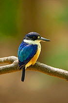 Forest kingfisher (Todiramphus macleayii) perched on branch. Northern Territory, Australia.
