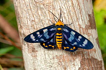 Four o'clock moth (Dysphania numana) male on tree trunk. Cairns, Queensland, Australia.