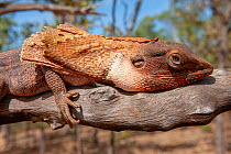 Frilled-neck lizard (Chlamydosaurus kingii) lying still against branch to avoid predators, camouflaged against tree stump. Mary River National Park, Northern Territory, Australia.