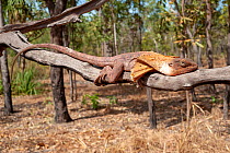 Frilled-neck lizard (Chlamydosaurus kingii) lying still, camouflaged against branch to avoid predators, Mary River National Park, Northern Territory, Australia.