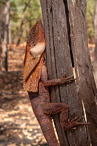 Frilled-neck lizard (Chlamydosaurus kingii) camouflaged against tree stump. Mary River National Park, Northern Territory, Australia.