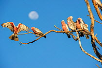Galah (Eolophus roseicapillus) flock perching on tree, moon in background. Mary River National Park, Northern Territory, Australia.