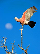 Galah (Eolophus roseicapillus) juvenile perched on branch with wings spread, moon in background. Mary River National Park, Northern Territory, Australia.