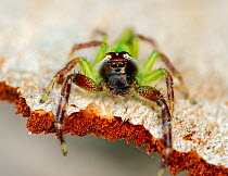 Green jumping spider (Mopsus mormon) male on piece of bark. Nitmiluk National Park, Northern Territory, Australia.