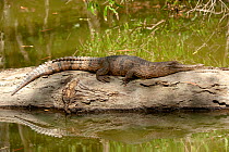 Johnston's crocodile (Crocodylus johnsoni) basking on log. Hartleys Crocodile Adventures, North Queensland, Australia. Captive.