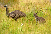 Eastern grey kangaroo (Macropus giganteus) and Emu (Dromaius novaehollandiae) standing in grassland. Grampains National Park, Victoria, Australia. March.