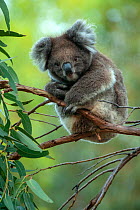 Koala (Phascolarctos cinereus) sitting in Manna gum (Eucalyptus viminalis) tree, Kangaroo Island. Introduced to the island in the 1920s the population is now controlled through sterilisation and reloc...