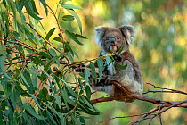 Koala (Phascolarctos cinereus) sitting in Manna gum (Eucalyptus viminalis) tree, Kangaroo Island. Introduced to the island in the 1920s the population is now controlled through sterilisation and reloc...
