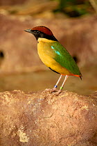 Noisy pitta (Pitta versicolor) standing on rock. In aviary, Cairns, Queensland, Australia. Captive.