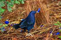 Satin bowerbird (Ptilonorhynchus violaceus) male with blue bottle top in beak, tending to bower to attract female. Ulladulla, New South Wales, Australia. July.