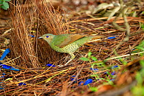 Satin bowerbird (Ptilonorhynchus violaceus) female inspecting bower and blue objects collected by male from nearby campsites. Ulladulla, New South Wales, Australia. July.