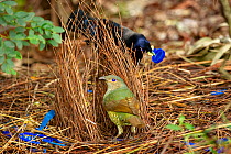 Satin bowerbird (Ptilonorhynchus violaceus) female inspecting bower and blue objects collected by male from nearby campsites. Ulladulla, New South Wales, Australia. July.