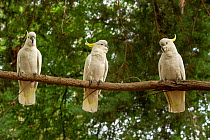 Sulphur-crested cockatoo (Cacatua galerita), three perched on branch. Campground, Grampians National Park, Victoria, Australia. March.