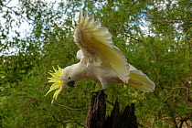 Sulphur-crested cockatoo (Cacatua galerita) male perched on tree stump, displaying through bobbing, throwing out crest and screeching. Grampians National Park, Victoria, Australia. March.