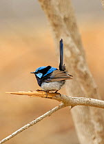 Superb fairy-wren (Malurus cyaneus) male perched on branch during foraging. Naracoorte Caves National Park, South Australia. February.