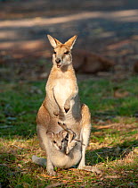 Agile wallaby (Macropus agilis) female with joey in pouch, joey&#39;s limbs no longer fit in pouch. Nitmiluk National Park, Northern Territory, Australia.