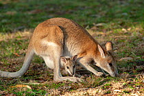 Agile wallaby (Macropus agilis) female with joey in pouch, foraging in campground. Nitmiluk National Park, Northern Territory, Australia.