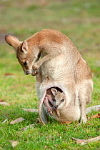 Agile wallaby (Macropus agilis) female cleaning herself with joey squeezed into pouch. Nitmiluk National Park, Northern Territory, Australia.