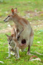 Agile wallaby (Macropus agilis) female and joey standing side by side. Pouch visible on female. Nitmiluk National Park, Northern Territory, Australia.