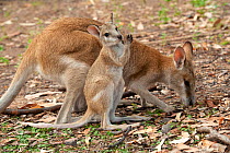 Agile wallaby (Macropus agilis) female and joey foraging in campground. Nitmiluk National Park, Northern Territory, Australia.