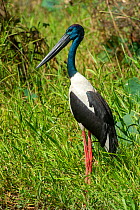 Black-necked stork (Ephippiorhynchus asiaticus) male standing in wetland. Corroboree Billabong, Mary River, Northern Territory, Australia.