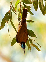 Blue-faced honeyeater (Entomyzon cyanotis) on tree. Nitmiluk National Park, Northern Territory, Australia.