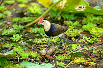 Comb-crested jacana (Irediparra gallinacea) male and four eggs. The male incubates the eggs. Corroboree Billabong, Mary River, Northern Territory, Australia.