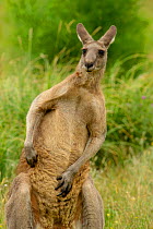 Eastern grey kangaroo (Macropus giganteus) male scratching stomach, Grampians National Park, Victoria, Australia. December.