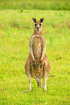Eastern grey kangaroo (Macropus giganteus) male standing, Grampians National Park, Victoria, Australia. December.