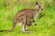 Eastern grey kangaroo (Macropus giganteus) female with joey in pouch. Grampians National Park, Victoria, December.