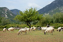 Domestic goat (Capra hircus) flock grazing on Golgo Plateau, Gennargentu National Park, Baunei, Sardinia, Italy. May 2018.