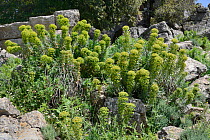 Large Mediterranean spurge (Euphorbia characias characias) flowering amongst limestone boulders. Supramonte mountain range, near Urzulei, Sardinia, Italy. June.