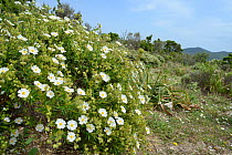 Montpellier / Narrow-leaved cistus (Cistus monspeliensis) bushes flowering in the Supramonte mountain range, near Urzulei, Sardinia, Italy, June 2018.