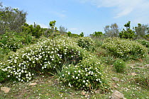 Montpellier cistus (Cistus monspeliensis) flowering in garrigue /maquis, Supramonte mountain range, near Urzulei, Sardinia, Italy. June 2018.